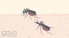 遗憾生物事典 第二季